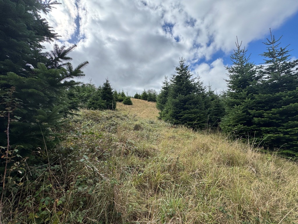 Lot: 23 - FREEHOLD SITE EXTENDING TO ALMOST EIGHT ACRES - General view of the plantation 6